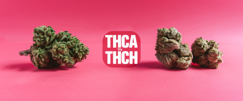 THCA Vs THCH: Identifying Key Differences