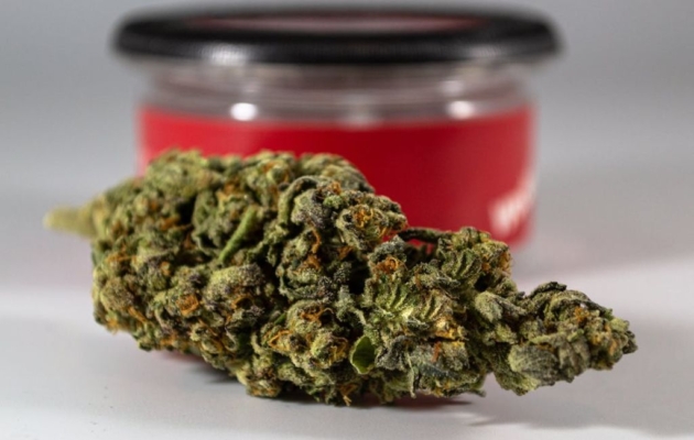 Gelato 41 Strain: A Premium Cannabis Experience