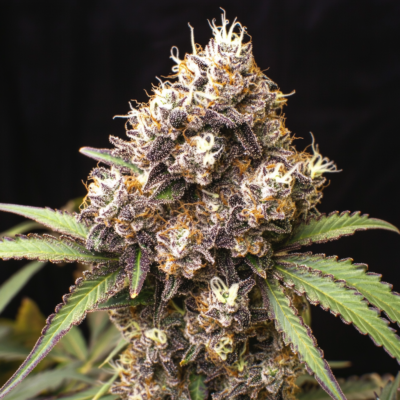 Candyland Cannabis Strain Review: Flavor, Effects, and Growing Tips