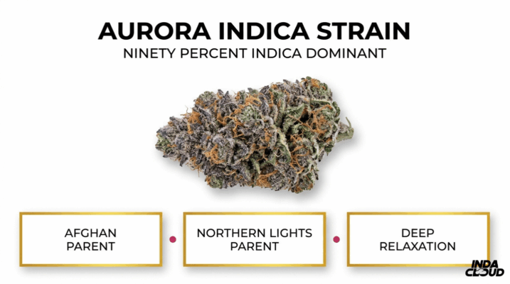 Aurora Indica Strain: Review, Effects & Origins