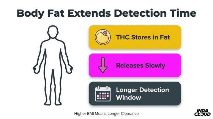 Body Fat Impact On Thca Detection Time Showing Thc Stored In Fat, Released Slowly, And Causing A Longer Detection Window