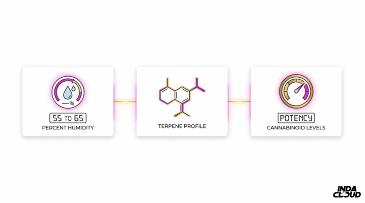 Cannabis Flower Quality Factors Infographic Showing Ideal Humidity, Terpene Profile, And Cannabinoid Potency Levels