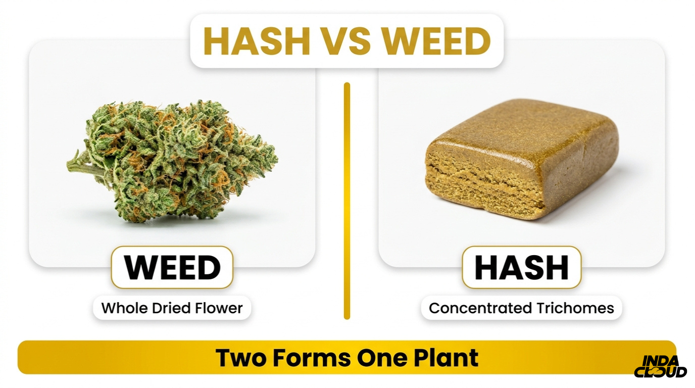 Hash vs weed comparison infographic showing weed as dried flower and hash as concentrated trichomes from the same cannabis plant