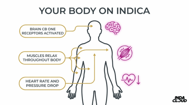 Body Response To Indica Showing Brain Cb1 Receptors Activated, Muscle Relaxation, And Lower Heart Rate And Blood Pressure