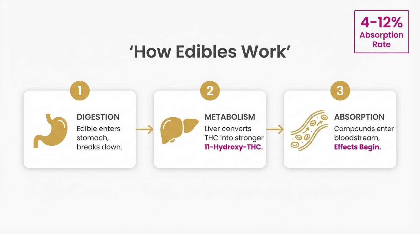 Cannabis edibles absorption process