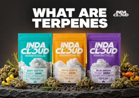What Are Terpenes Explained By Indacloud